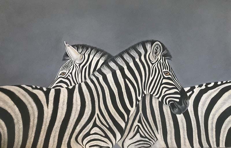 Two Zebras